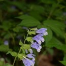 운봉읍 산덕마을 이미지