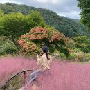 마당이수목원(자작나무동) | 10월 서울 근교 가볼만한 곳 핑크뮬리 명소 &#39;가평 아침고요수목원&#39; 방문 후기