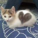 야옹야옹 이미지