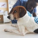 베이지동물병원 이미지