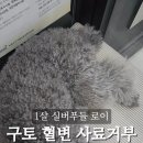 라이언펫 수원광교동물병원 이미지