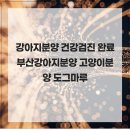 주식회사 도그마루강아지고양이분양전문영남 | 강아지분양 건강검진 완료 부산강아지분양 고양이분양 도그마루