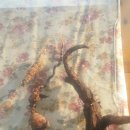 까치펜션민박 이미지