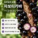자보티바 효능 내돈내산 솔직 후기 복용방법 열매 부작용 포함