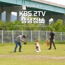 KBS 2TV '생생정보' 에 삽살개가 출연합니다! 이미지