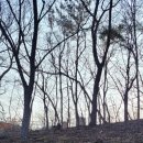 늑대와 여우 이미지