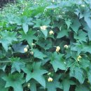 늘푸른건강마을 이미지