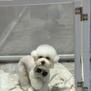 521펫살롱 이미지