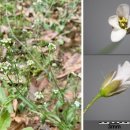 조순희 | [인천을 걷다 마주치는 보물들 63] 너에게 나의 심장을 보낸다, 냉이 (2025. 5. 5.)