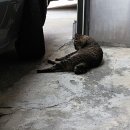 별그루밍 이미지
