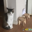 팡쥬르 이미지