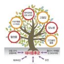 ♣ 대사증후군의 원인과 치료 이미지