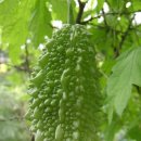 여주-0900 이미지