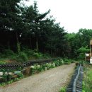 들꽃풍경 이미지