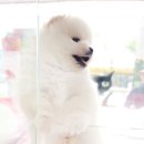 헬로펫 여수 이미지