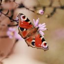 나무늘보호텔 이미지