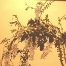 문인화A 이미지