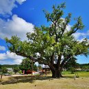 주문진초등학교삼덕분교장 이미지