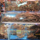 영운 상16호(비2) | 🦀 노량진수산시장 대게·킹크랩·꽃게 가격 총정리｜시세부터 맛집, 고르는 법까지