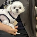 보니또펫 이미지