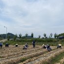 일손개발 이미지