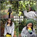 레몬비 신제주입구점 | 제주도 실내 체험 레몬 따기 유아 체험 제주 여행 후기 레몬뮤지엄