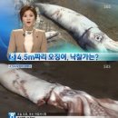 할매오징어 이미지