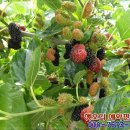 지송농장 이미지