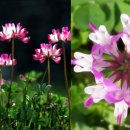 다라미자운영마을 이미지