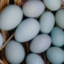 세동산골농원 이미지