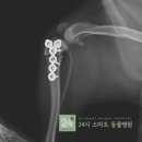 24시스마트동물메디컬센터 이미지