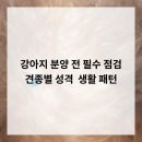 광주 강아지분양 고양이분양 어반펫 광주본점 | 강아지 분양 전 필수 점검 견종별 성격 &amp; 생활 패턴