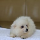 윤지애견 이미지