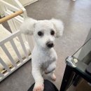 럭키하개 이미지