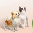 퓨리나동물병원 이미지