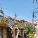 장미민박 이미지