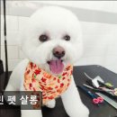 셀린 펫 살롱 이미지