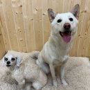 불사조크로이 돌아왔습니다 ㅋ 뼈대있는 집안인줄 알았는데 돌대가리집안이였네요~ㅋㅋ 이미지