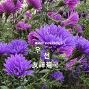 우선국 友禪菊 Aster novibelgii 이미지