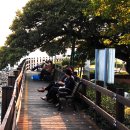 황포돗대 이미지