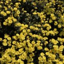 (주)코로아 | 코로나백신5차 접종 후기