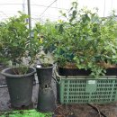 블루베리 묘목 키우기 이미지