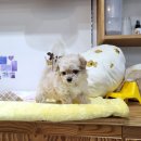 몽냥몽냥 강아지분양 고양이분양 송파점 이미지