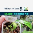 흙이보배다식물