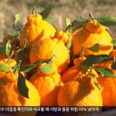 장사농장 이미지