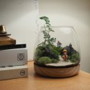 테라리움A 이미지