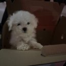 개나리 애견유치원 | 견생 5개월 박나리 아니 ,, 사실 개나리