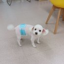 복터진 강아지 이미지