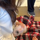 카페0218 | [애니멀숲] 광안리 동물카페 돼지카페 솔직 후기 (주차•냄새•체험 총정리)