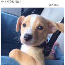 씨몬 이미지